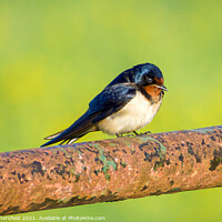 Buy canvas prints of Swallow showing off its beautiful colours by Julie Tattersfield