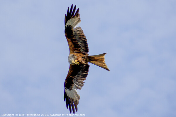 Red Kite caught in the act with a mid-flight snack Picture Board by Julie Tattersfield