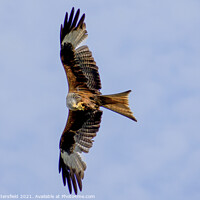 Buy canvas prints of Red Kite caught in the act with a mid-flight snack by Julie Tattersfield