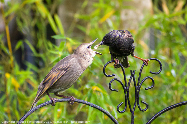 Starling feeding its  fledgling Picture Board by Julie Tattersfield