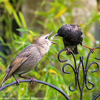 Buy canvas prints of Starling feeding its  fledgling by Julie Tattersfield