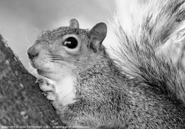 A monochrome photo of this busy squirrel Picture Board by Julie Tattersfield
