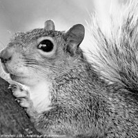 Buy canvas prints of A monochrome photo of this busy squirrel by Julie Tattersfield