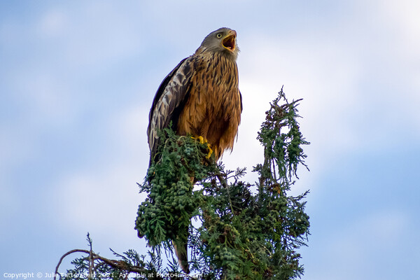 A Red Kite perched on a tree branch Picture Board by Julie Tattersfield
