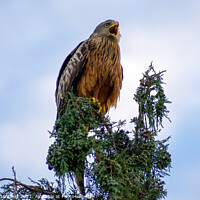 Buy canvas prints of A Red Kite perched on a tree branch by Julie Tattersfield