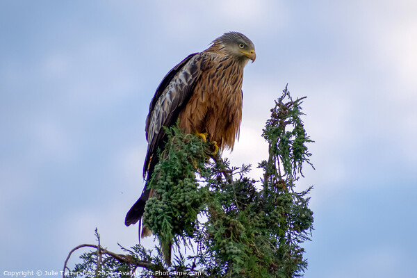 Red Kite in full concentration! Picture Board by Julie Tattersfield