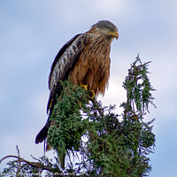 Buy canvas prints of Red Kite in full concentration! by Julie Tattersfield