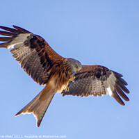 Buy canvas prints of Red Kite checking out its claws! by Julie Tattersfield