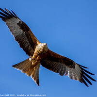 Buy canvas prints of Red Kite tucking into some lunch by Julie Tattersfield