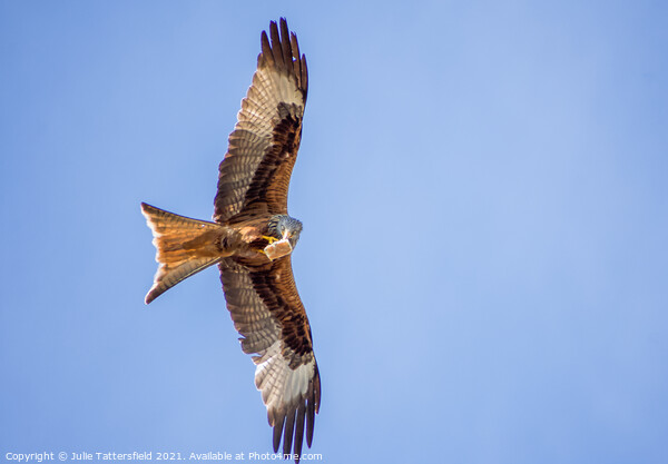 A Red Kite snacking mid-flight   Picture Board by Julie Tattersfield