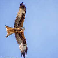 Buy canvas prints of A Red Kite snacking mid-flight   by Julie Tattersfield