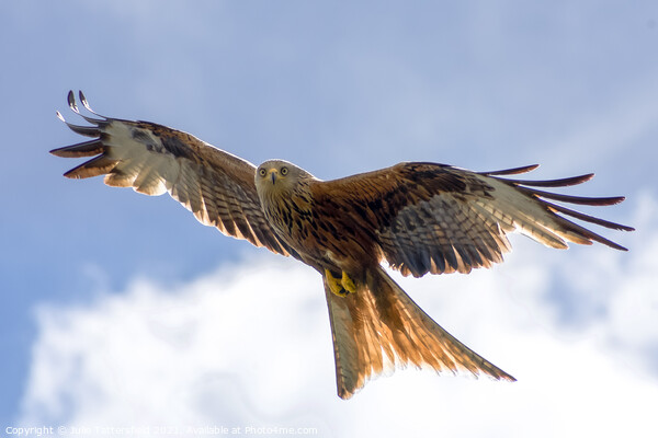 Spectacular Red Kite soaring through the clouds Picture Board by Julie Tattersfield