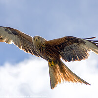Buy canvas prints of Spectacular Red Kite soaring through the clouds by Julie Tattersfield
