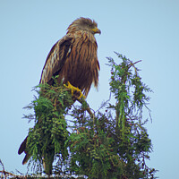 Buy canvas prints of A Red Kite bird standing on a branch by Julie Tattersfield