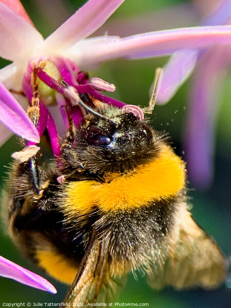 Bee enjoying some nectar lunch Picture Board by Julie Tattersfield