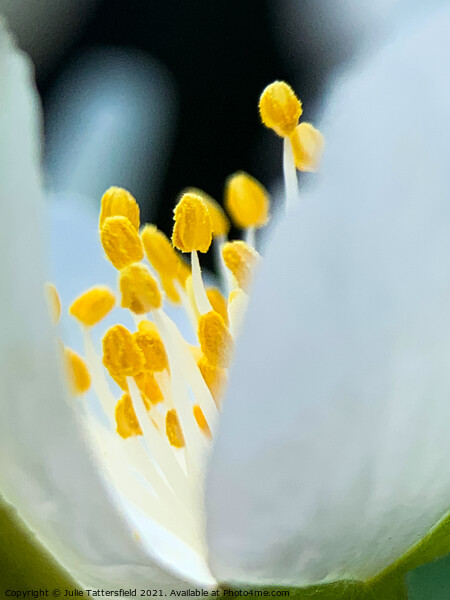 Pistil within the core of a brilliant white flower Picture Board by Julie Tattersfield