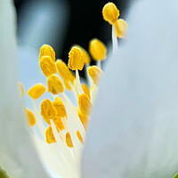 Buy canvas prints of Pistil within the core of a brilliant white flower by Julie Tattersfield
