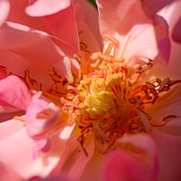 Buy canvas prints of The beauty within the Rose by Julie Tattersfield