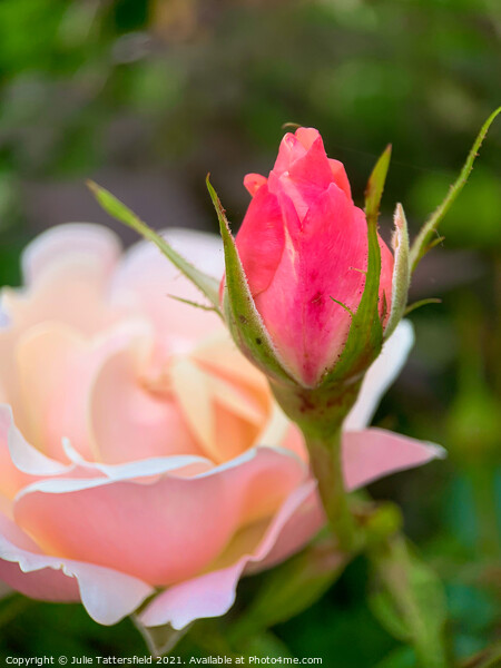 Rose bud reaching for the sunshine Picture Board by Julie Tattersfield