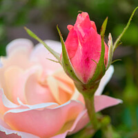 Buy canvas prints of Rose bud reaching for the sunshine by Julie Tattersfield
