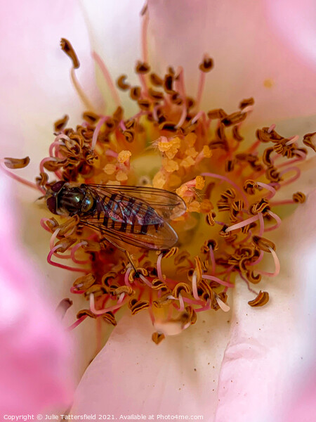 Syrphid Hoverfly pollenating a delicate pink rose Picture Board by Julie Tattersfield