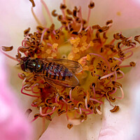 Buy canvas prints of Syrphid Hoverfly pollenating a delicate pink rose by Julie Tattersfield