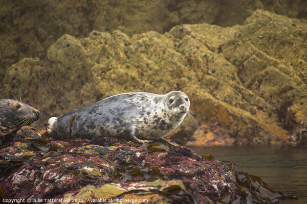 Atlantic Grey Seal chilling out! Picture Board by Julie Tattersfield