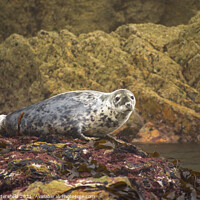 Buy canvas prints of Atlantic Grey Seal chilling out! by Julie Tattersfield