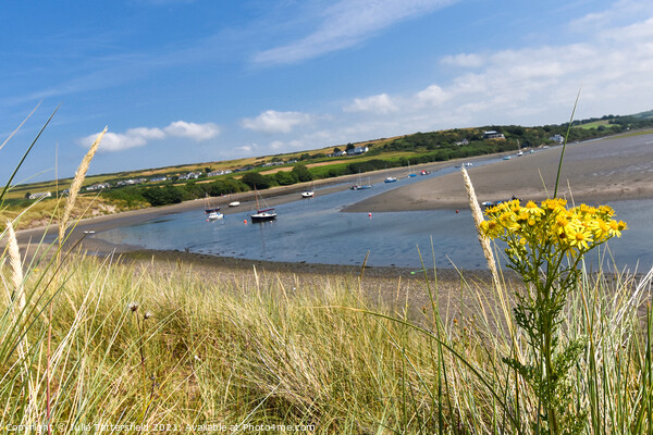 Yellow coastal flowers framing the River Nevern Picture Board by Julie Tattersfield