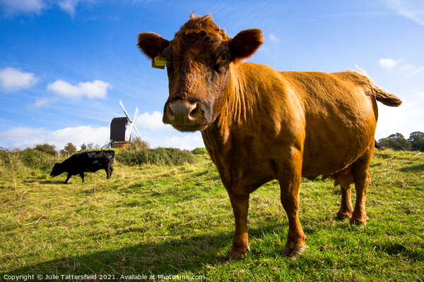 Brown cow saying hello in front of Brill Windmill Picture Board by Julie Tattersfield