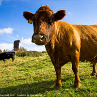 Buy canvas prints of Brown cow saying hello in front of Brill Windmill by Julie Tattersfield