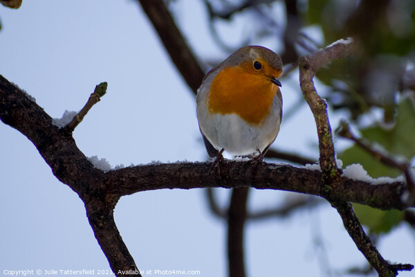 Robin perched in the snow Picture Board by Julie Tattersfield