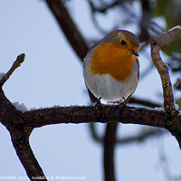 Buy canvas prints of Robin perched in the snow by Julie Tattersfield