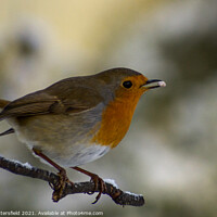 Buy canvas prints of Lunch time for this little Robin redbreast in the  by Julie Tattersfield