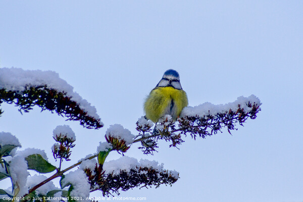 A Blue Tit perched in the snow Picture Board by Julie Tattersfield