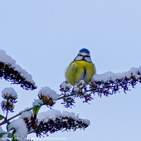 Buy canvas prints of A Blue Tit perched in the snow by Julie Tattersfield