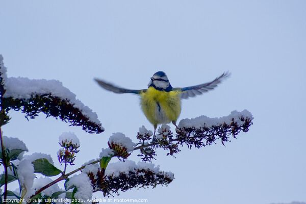 Blue Tit ready to fly! Picture Board by Julie Tattersfield