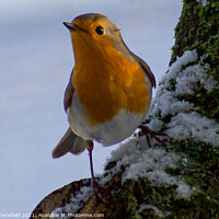 Buy canvas prints of Vibrant  Robin redbreast keeping an  eye out! by Julie Tattersfield