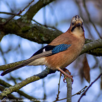Buy canvas prints of Jay bird in the trees by Julie Tattersfield