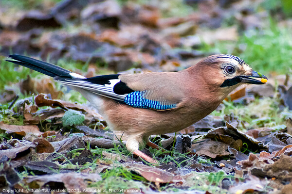 Vibrant Jay  eating seeds  Picture Board by Julie Tattersfield