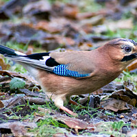 Buy canvas prints of Vibrant Jay  eating seeds  by Julie Tattersfield