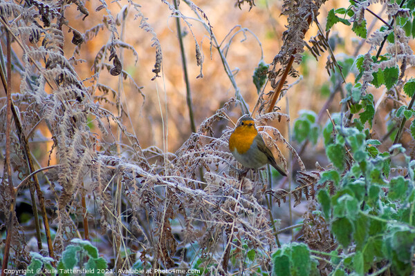 Robin in the frost Picture Board by Julie Tattersfield