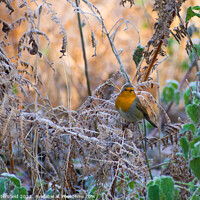 Buy canvas prints of Robin in the frost by Julie Tattersfield