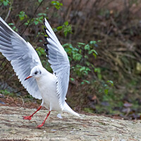 Buy canvas prints of Black headed gull showing off its wings by Julie Tattersfield