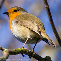 Buy canvas prints of Robin with a Twinkle in its eye by Julie Tattersfield