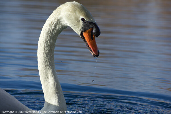 Graceful swan Picture Board by Julie Tattersfield