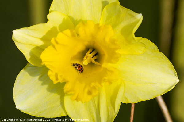Ladybird enjoying the Daffodil Picture Board by Julie Tattersfield
