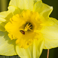 Buy canvas prints of Ladybird enjoying the Daffodil by Julie Tattersfield