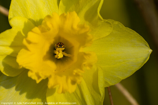 Ladybird bathing in nectar  from the Daffodil Picture Board by Julie Tattersfield