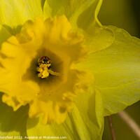 Buy canvas prints of Ladybird bathing in nectar  from the Daffodil by Julie Tattersfield